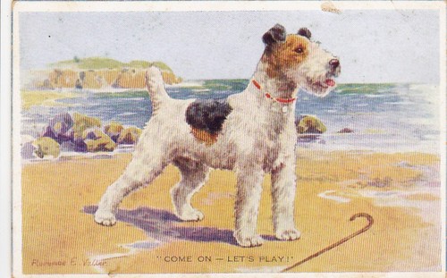 Cartolina foxterrier - cartolina, *