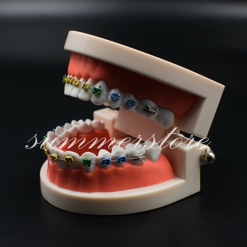 Modello denti standard - 1x,