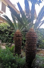 Coppia di Cicas Gemelle