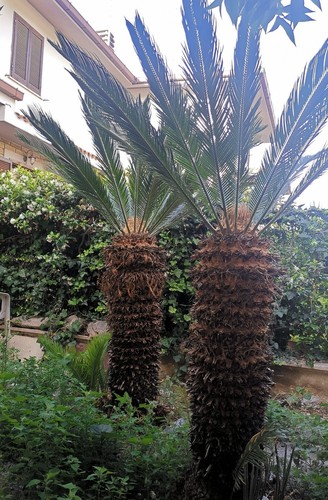 Coppia cicas gemelle - di,
