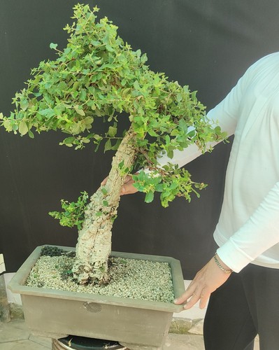 Pre bonsai esemplare - pre,