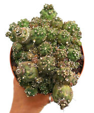 Echinocereus knipellianus MONSTRUOSUS cluster NO crested BC5