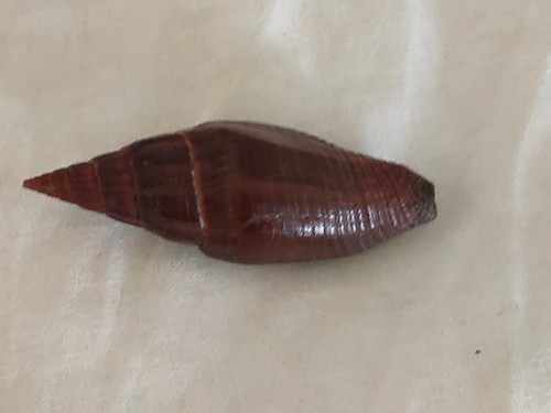 Conchiglia shell vexillum - conchiglia,