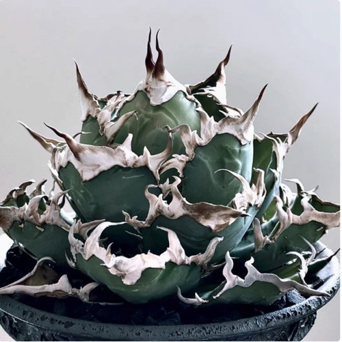 Pianta succulenta agave - succulenta,