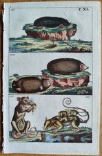 Talpa Opossum - Wilhelm storia