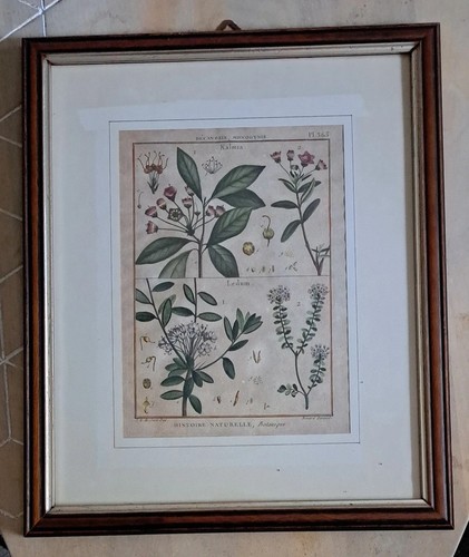 Illustrazione botanica - illustrazione,