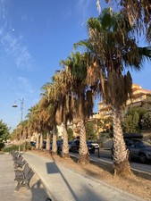 50 Semi Freschi Di  Palma Washintonia Robusta Seeds Raccolto 2024