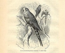 Stampa antica UCCELLO PAPPAGALLO PARROCCHETTO COCORITA 1891 Old antique print
