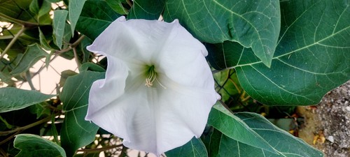 Semi datura inoxia - semi💮datura,