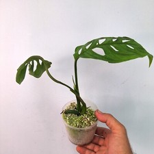 Monstera Esqueleto Epipremnoides BABY PLANT