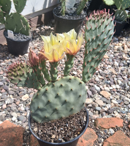 Opuntia macrocentra black - macrocentra, gap