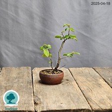 Bonsai Carpinus Betulus Prebonsai di Carpino in Vaso Artigianale Outdoor 16cm