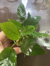 Anubias Barteri Var Nana -