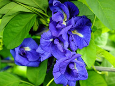 Farfalla blu ripiena Clitoria