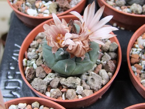 Turbinicarpus jaunigii vaso