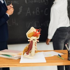 Modello medico didattico sul