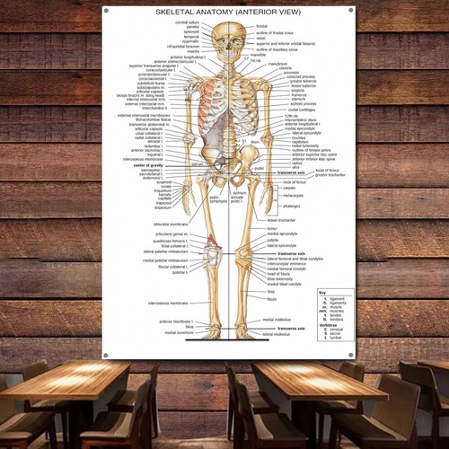 Poster anatomia scheletrica - poster,