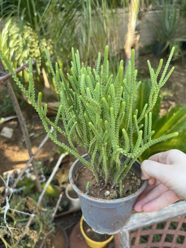 Crassula muscosa pianta - muscosa-,