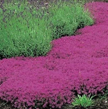 Semi Di Timo Strisciante