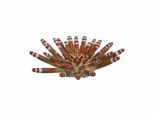 Grande Riccio Tropicale Decorazioni per Acquario Resina Atossica Arredo Decoro