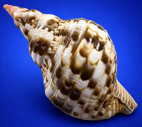 Conchiglia tromba tritone - conchiglia,