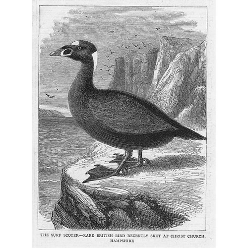 Anatra mare surf - anatra, scoter