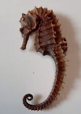 Cavalluccio Marino Essiccato - Vintage