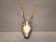   Trofeo Originale Corna Di