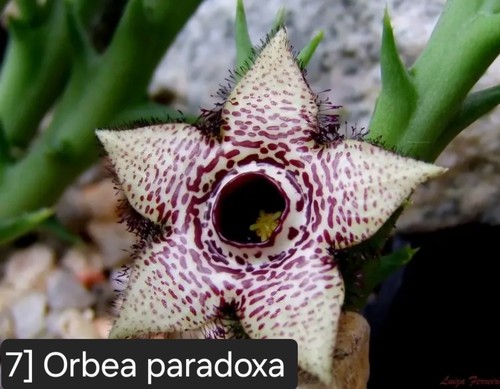 Talea radicata orbea - talea,
