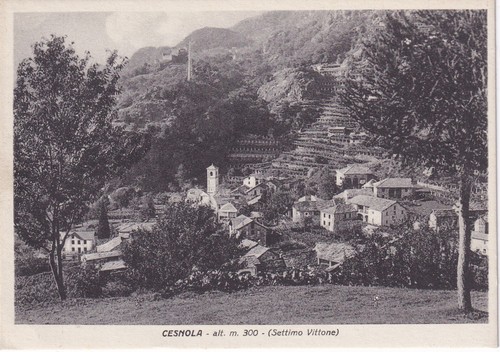 C18885 cesnola - c18885-(torino),,