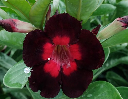 Adenium obesum notte - adenium, "notte