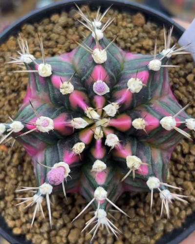 Gymnocalycium mihanovichi pink - mihanovichi,