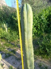 Pachanoi, San🌵Pedro 84 X 10