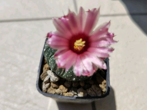 Cactus astrophytum asterias - astrophytum,