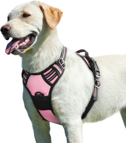 Pettorina cane taglia - cane, grande