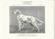 Stampa antica CANE razza SETTER INGLESE 1905 Antique print dogs