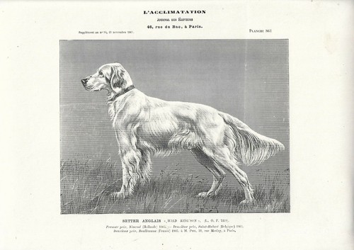 Stampa antica cane - stampa, razza