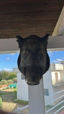 TESTA DI CINGHIALE  TROFEO DI CACCIA Imbalsamata tassidermia