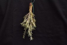 Tillandsia capillaris Bolivia