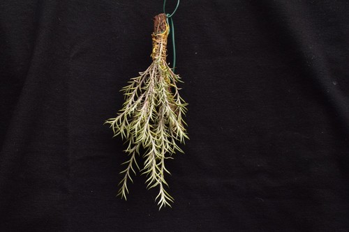 Tillandsia capillaris bolivia - tillandsia,