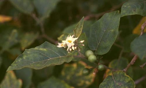 Solanum torvum fico - solanum, del