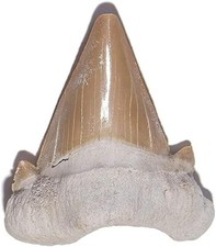 Fossile dente squalo 5 - fossile,