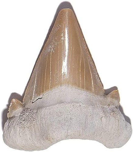 Fossile dente squalo 5 - di, 4-5