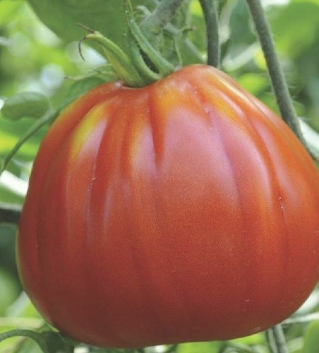 250 semi pomodoro - di, cuor
