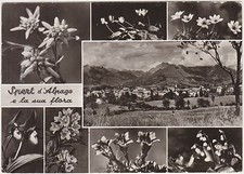 SPERT D'ALPAGO AND ITS FLORA -