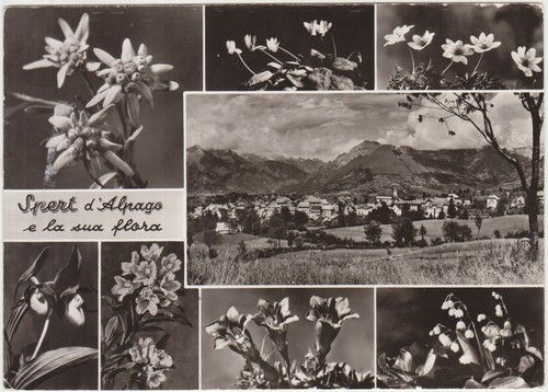 Spert alpago sua - spert, d'alpago