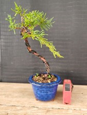 bonsai ginepro itoigawa 26 cm