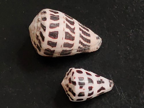 Conchiglia shell conus - shell,