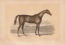 Cavallo Da Corsa Sportivo