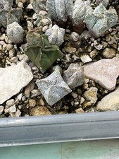 Cactus Astrophytum Miryostigma Onzuka V-type And Onzuka Columnare